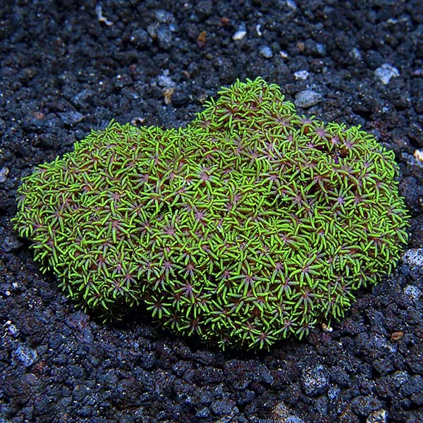 Metallic Green Starburst Polyp