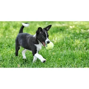 Clean Run Journey with Ernie: Lessons in Learning, Life Skills & Agility