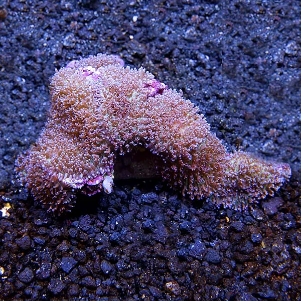 Hairy Mushroom Coral - Image 2