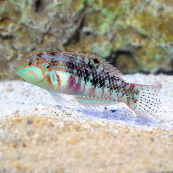Nebulous Wrasse - Image 2