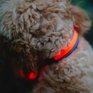 Zoon Flash & Go Rechargeable Collar