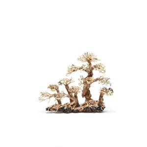 UNS Bonsai 008