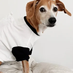 Classique Baseball Tee (Only Dog Sizes Left)