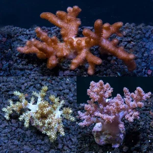 Premium Maricultured Tree Coral 3 Pack