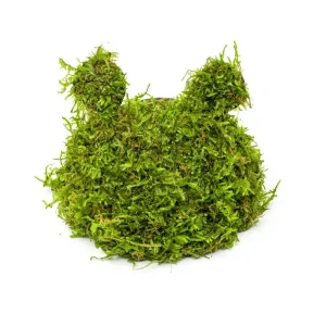 Christmas Moss on Coconut Toad