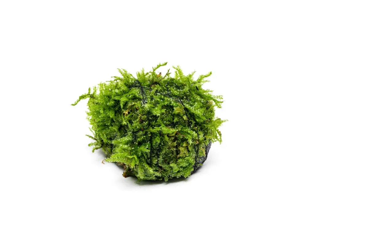 Christmas Moss on Lava Stone - Image 2