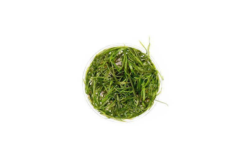 Cryptocoryne Crispatula Tonkinensis UNS Tissue Culture - Image 2