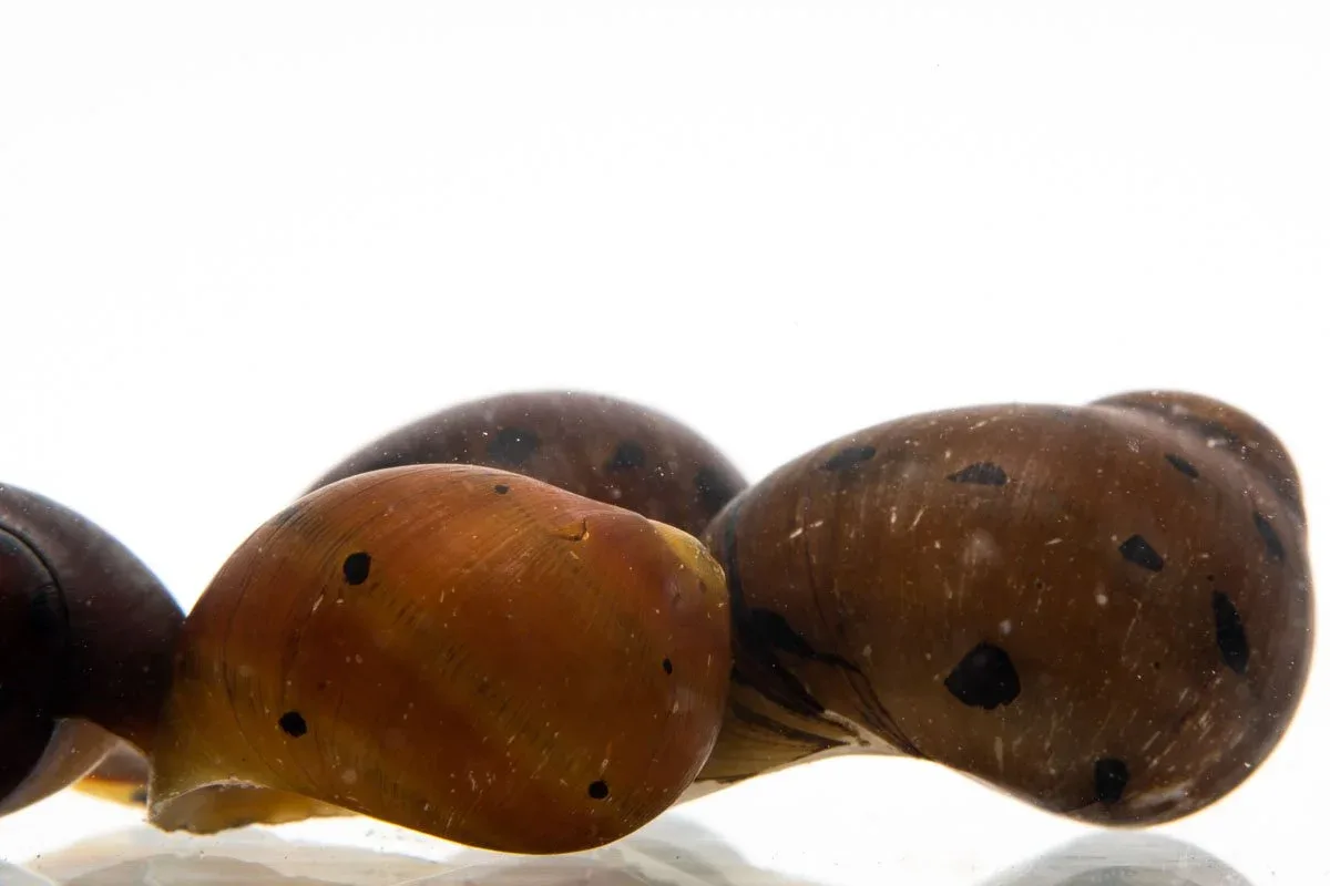 Tiger Nerite Snails - Image 2