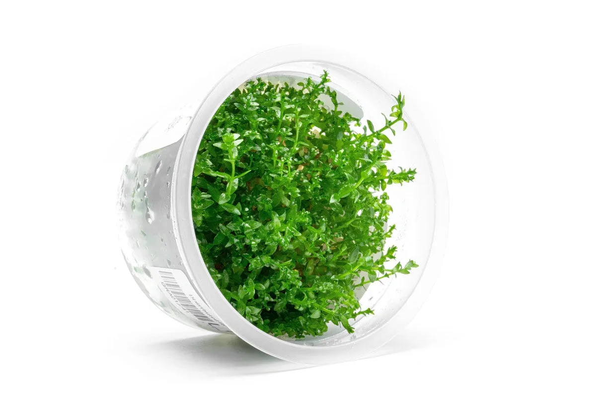 Gratiola Viscidula Aquatic Farmer Tissue Culture - Image 2
