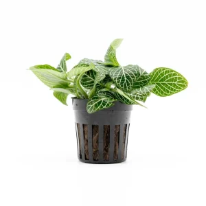 Fittonia Albivenis