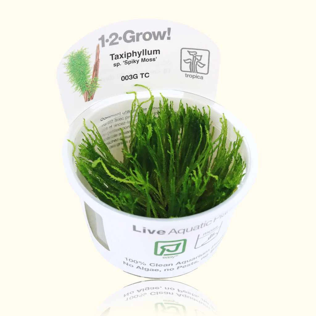 Taxiphyllum 'Spiky Moss' Tissue Culture