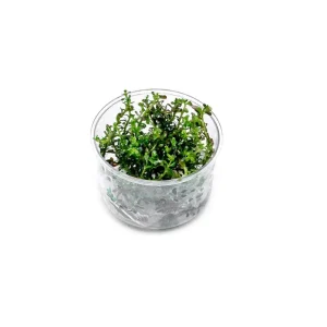 Rotala Colorata UNS Tissue Culture