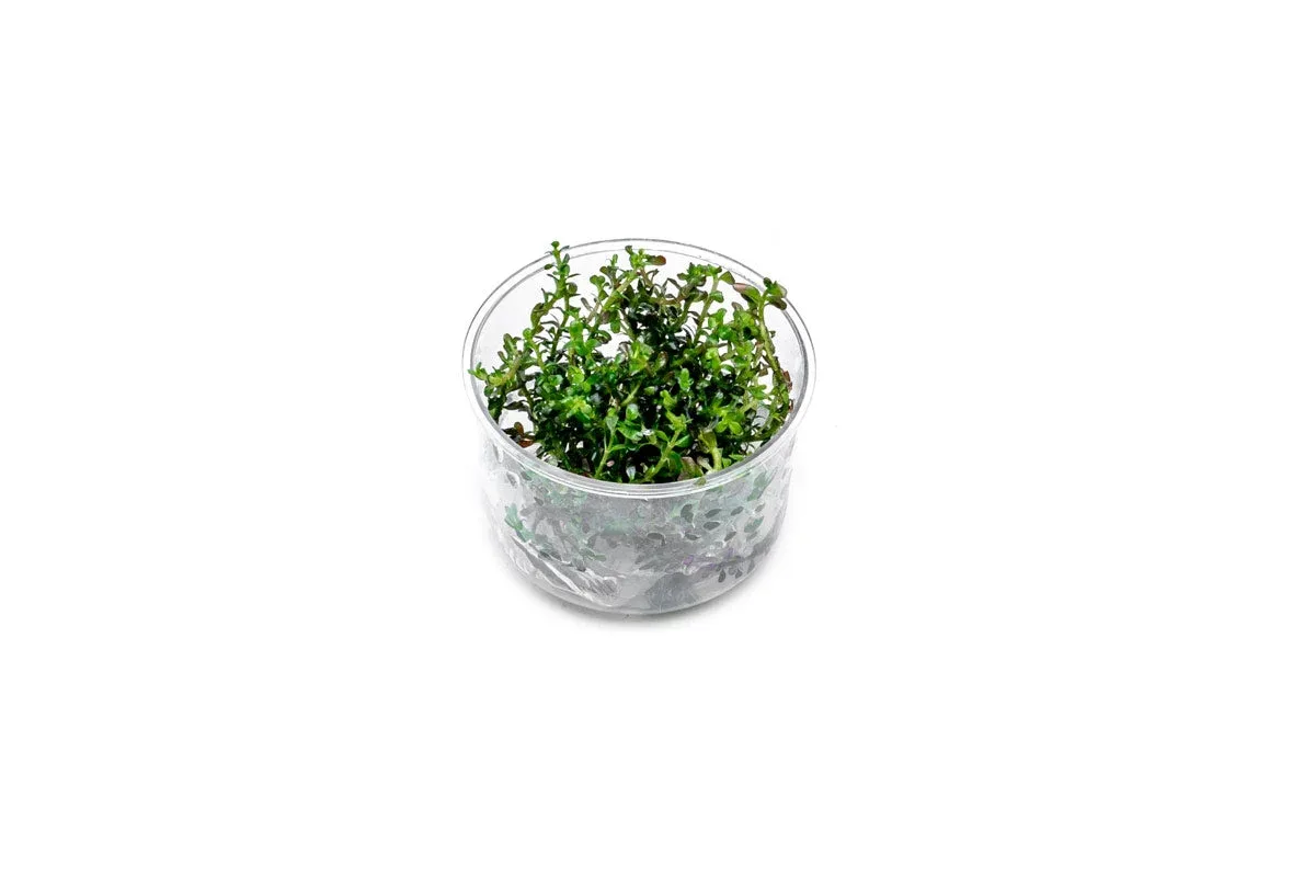 Rotala Colorata UNS Tissue Culture