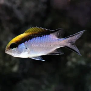 Barrier Reef Chromis