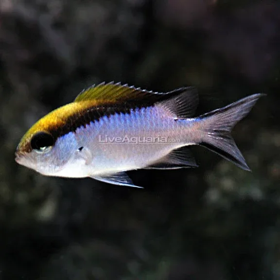 Barrier Reef Chromis