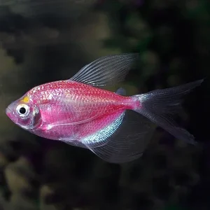 GloFish® Galactic Purple® Longfin Tetra