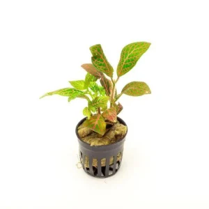 Fittonia Albivenis Skeleton