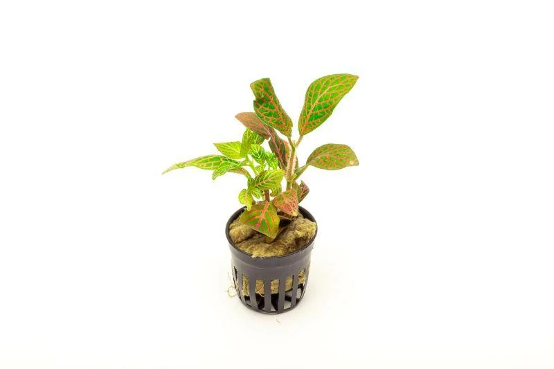Fittonia Albivenis Skeleton