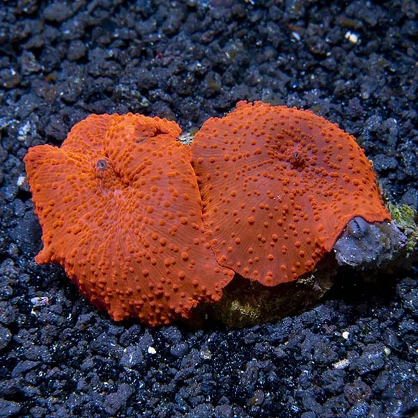 Red Mushroom Coral - Image 2