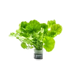 Cardamine Lyrata
