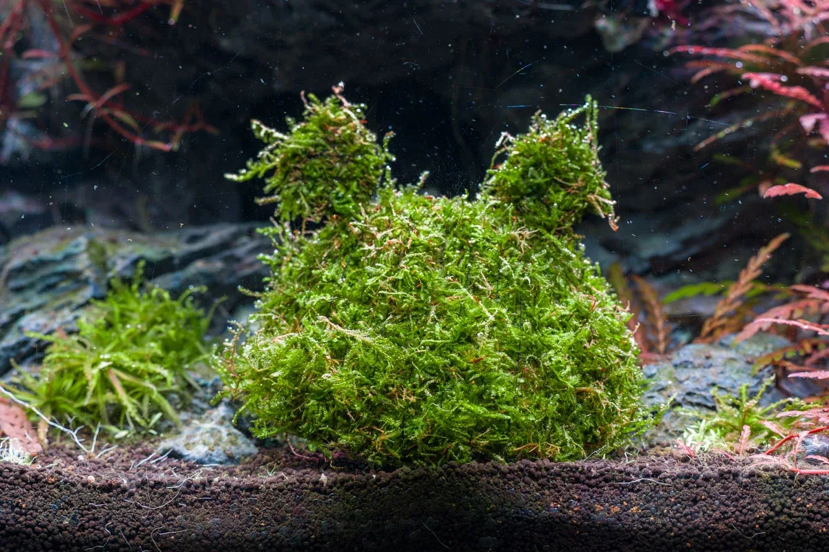 Christmas Moss on Coconut Toad - Image 2