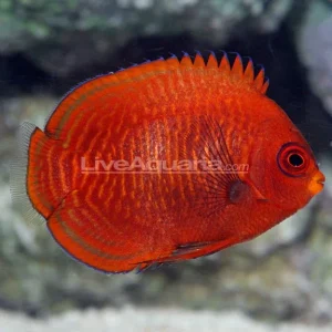Golden Angelfish EXPERT ONLY