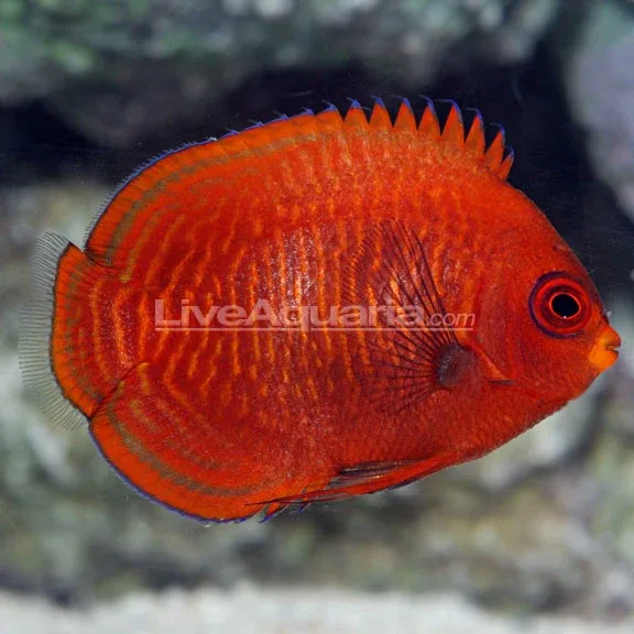 Golden Angelfish EXPERT ONLY