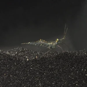 Ghost Shrimp