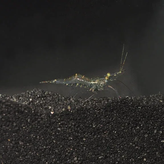Ghost Shrimp