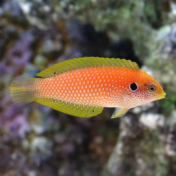 Kuiter's Leopard Wrasse EXPERT ONLY - Image 2