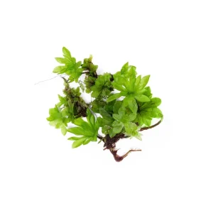 Umbrella Moss