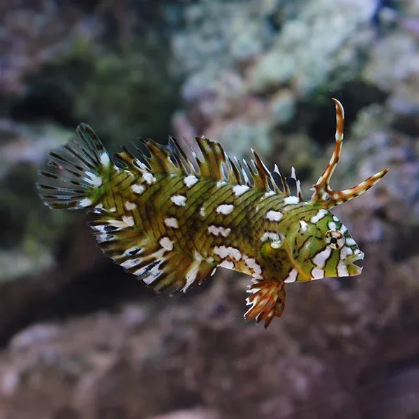 Dragon Wrasse - Image 2