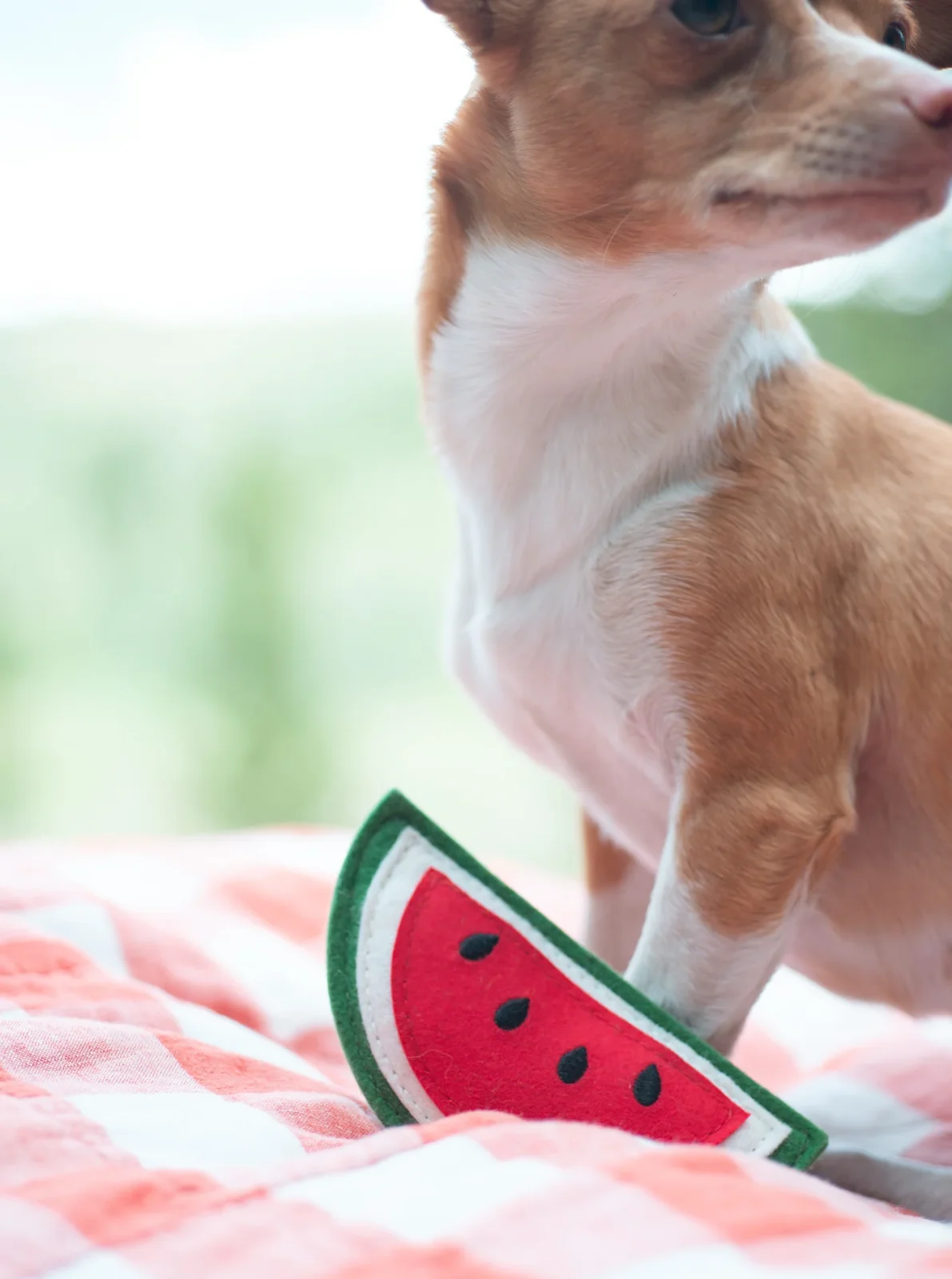 WATERMELON DOG SQUEAKER TOY - Image 2