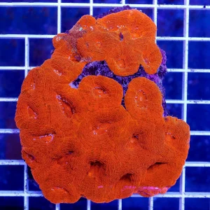 Australian Bowerbanki Coral, Red/Orange 3" WYSIWYG