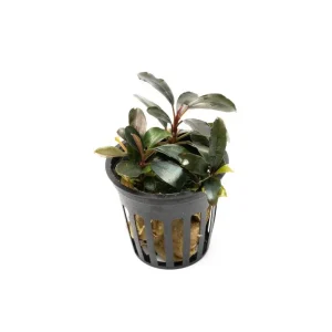 Bucephalandra Black Pearl Pot