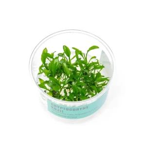 Cryptocoryne Yujii UNS Tissue Culture