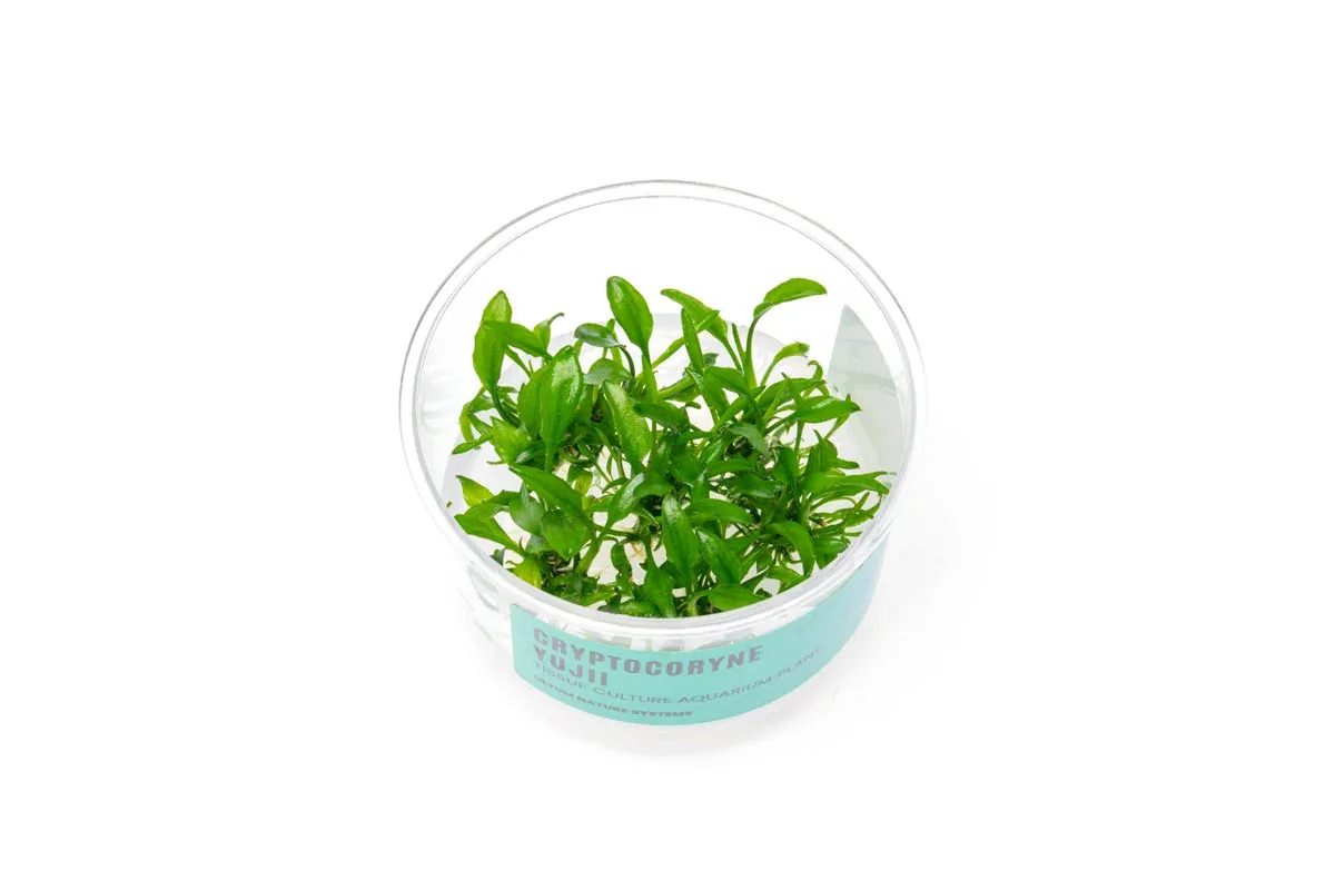 Cryptocoryne Yujii UNS Tissue Culture