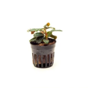 Bucephalandra Theia Pot