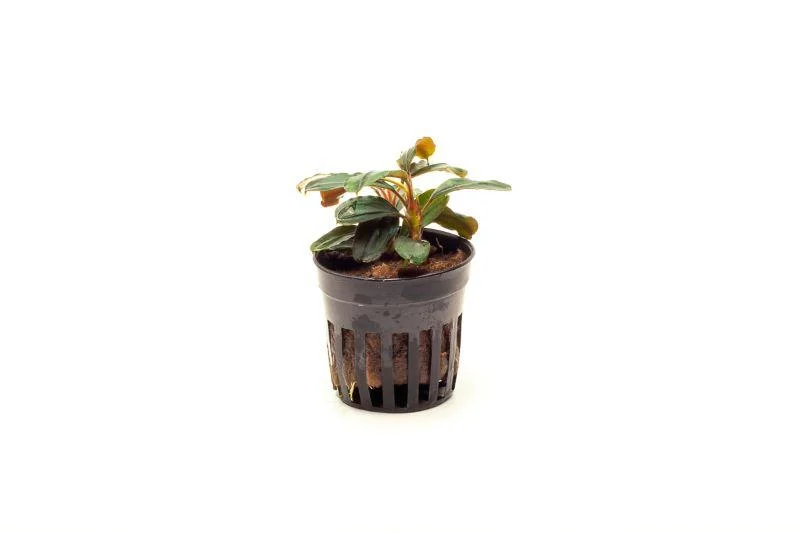 Bucephalandra Theia Pot
