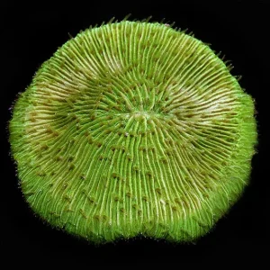 Green Plate Coral with Colored Polyps
