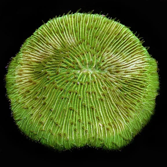 Green Plate Coral with Colored Polyps