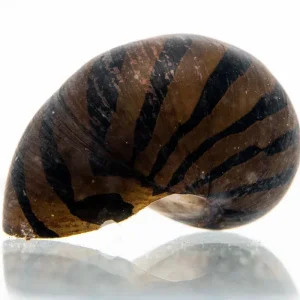 Zebra Nerite Snails