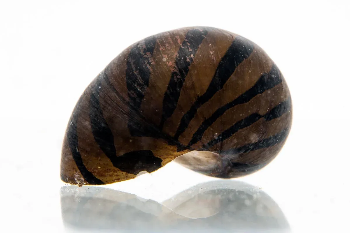 Zebra Nerite Snails