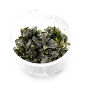 Bucephalandra Red Mini UNS Tissue Culture