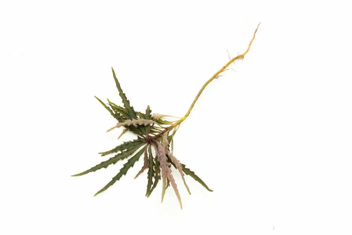 Labisia Sp Pinnatifidum Brown - Image 2