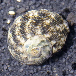 Cats Eye Turbo Snail