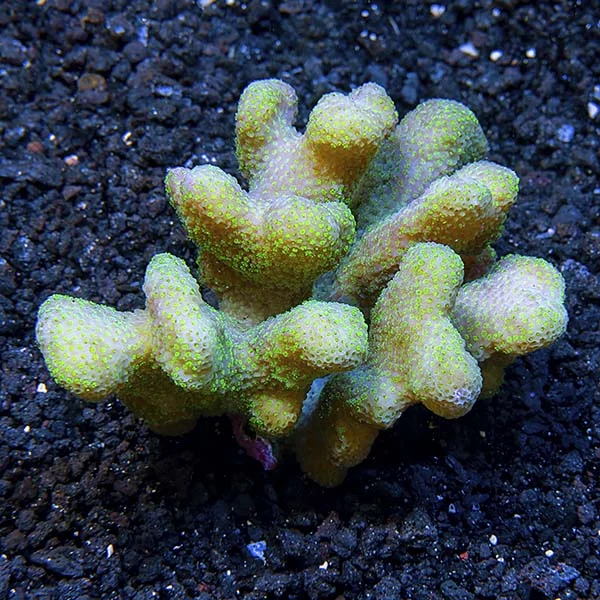 Pink Stylophora Coral - Image 2