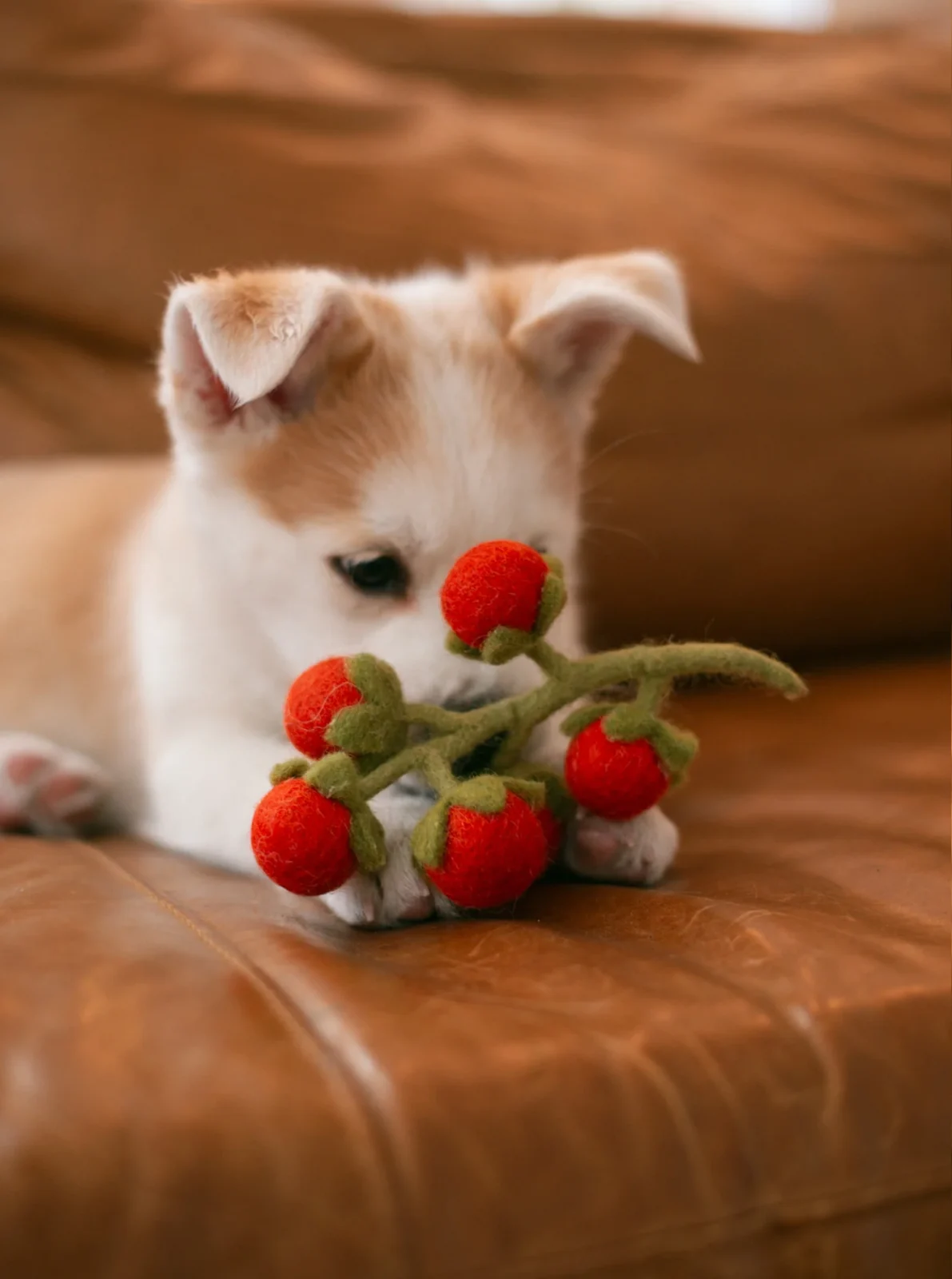 CHERRY TOMATO VINE WOOL DOG & CAT TOY - Image 2