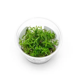 Didiplis Diandra Aquatic Farmer Tissue Culture