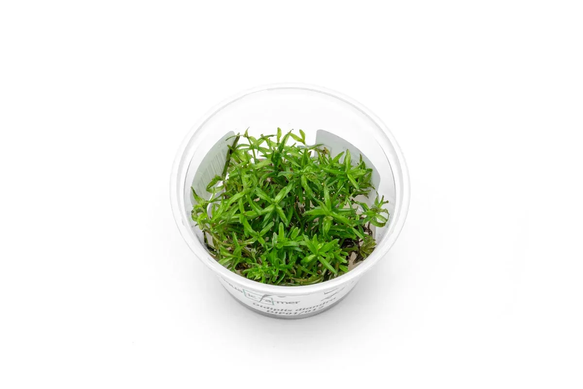 Didiplis Diandra Aquatic Farmer Tissue Culture